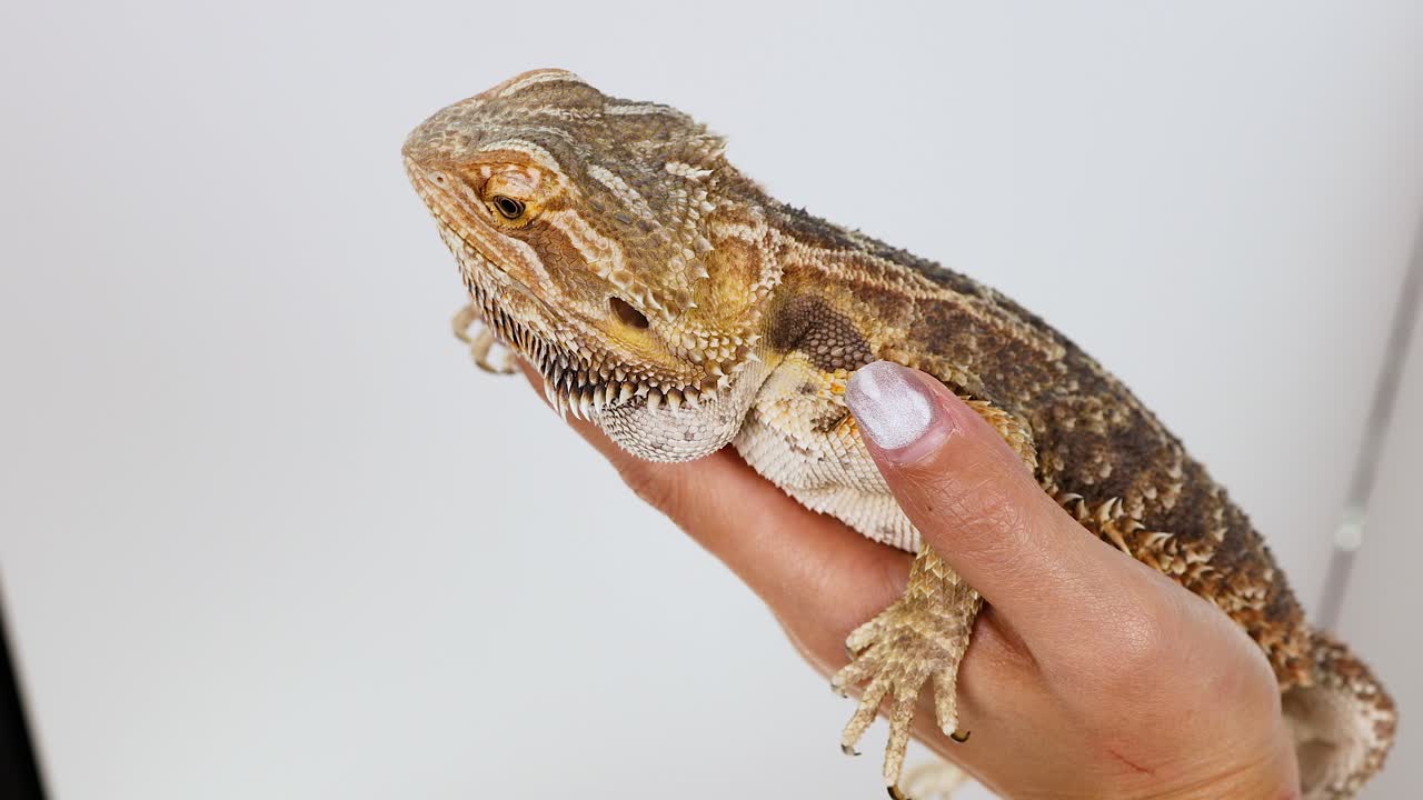 Bearded Dragon in Hand