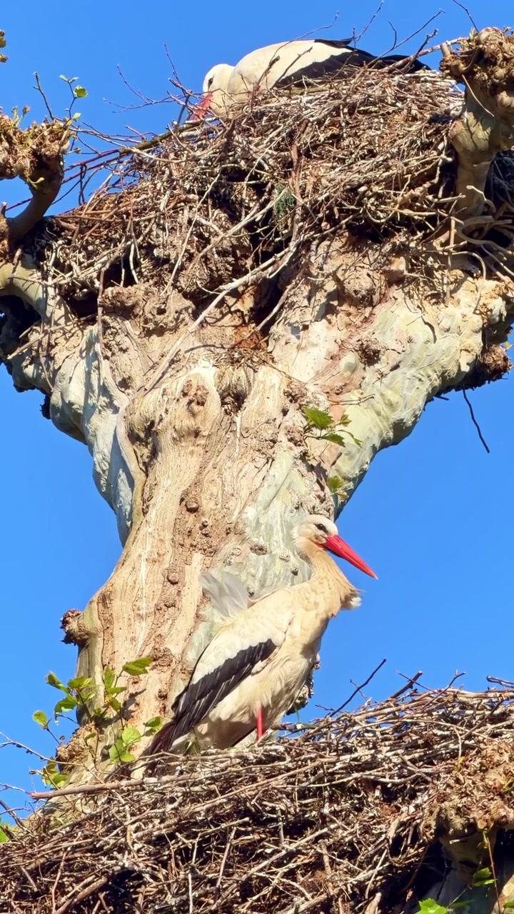 Vertical format view of two white storks resting in large twig nests built on top of tree against blue sky