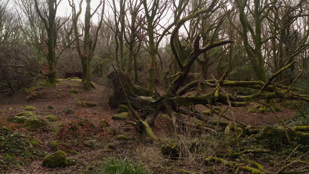 Damaged forest with uprooted tree trunks and branches scattered across ground, Barna Woods, Galway Ireland, aerial orbit