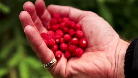 Hand-holding-and-closing-around-wild-strawberries-in-a-forest