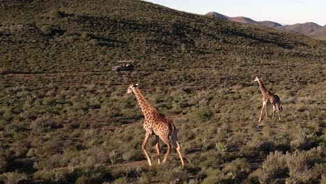 tomada de avión no tripulado de dos jirafas del sur con un vehículo de safari detrás de ellos en el klein karoo de sudáfrica