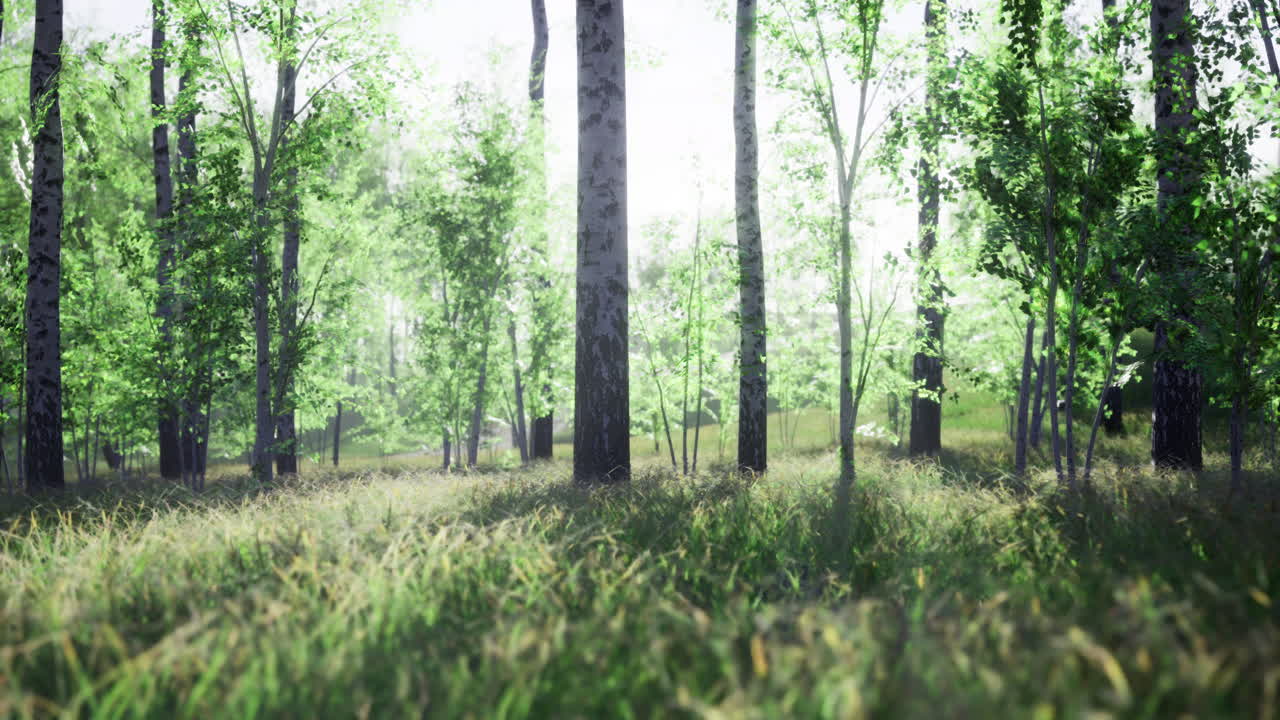 조용한 숲 속 의 울창 한 나무 들 을 통해 빛 이 필터링 된다