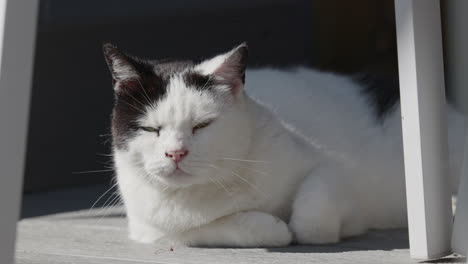 black and white cat resting in the summer sun