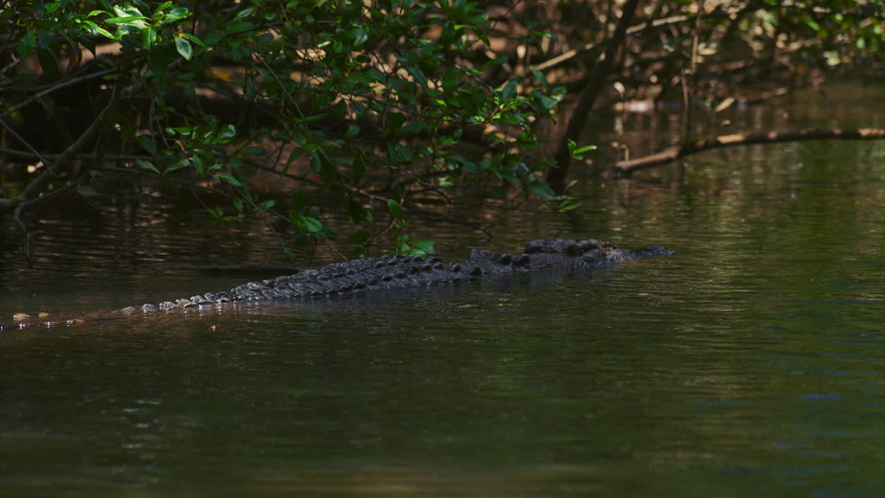 cocodrilo peligroso nadando en un río de manglares