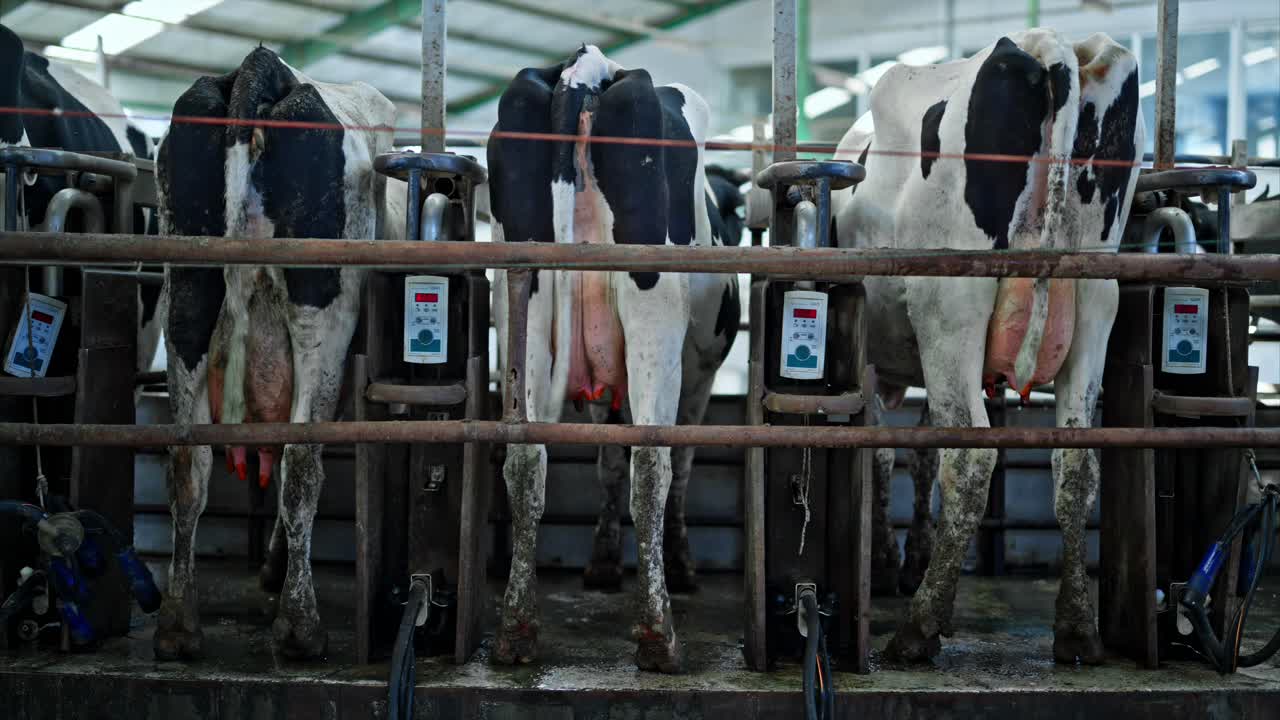 In questo scatto dettagliato di una moderna fattoria da latte, mucche Holstein vengono munte con macchine mungitrici automatiche