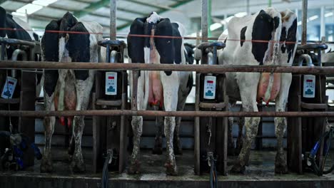 in this detailed shot of a modern dairy farm, holstein cows are being milked with automated milking machines.