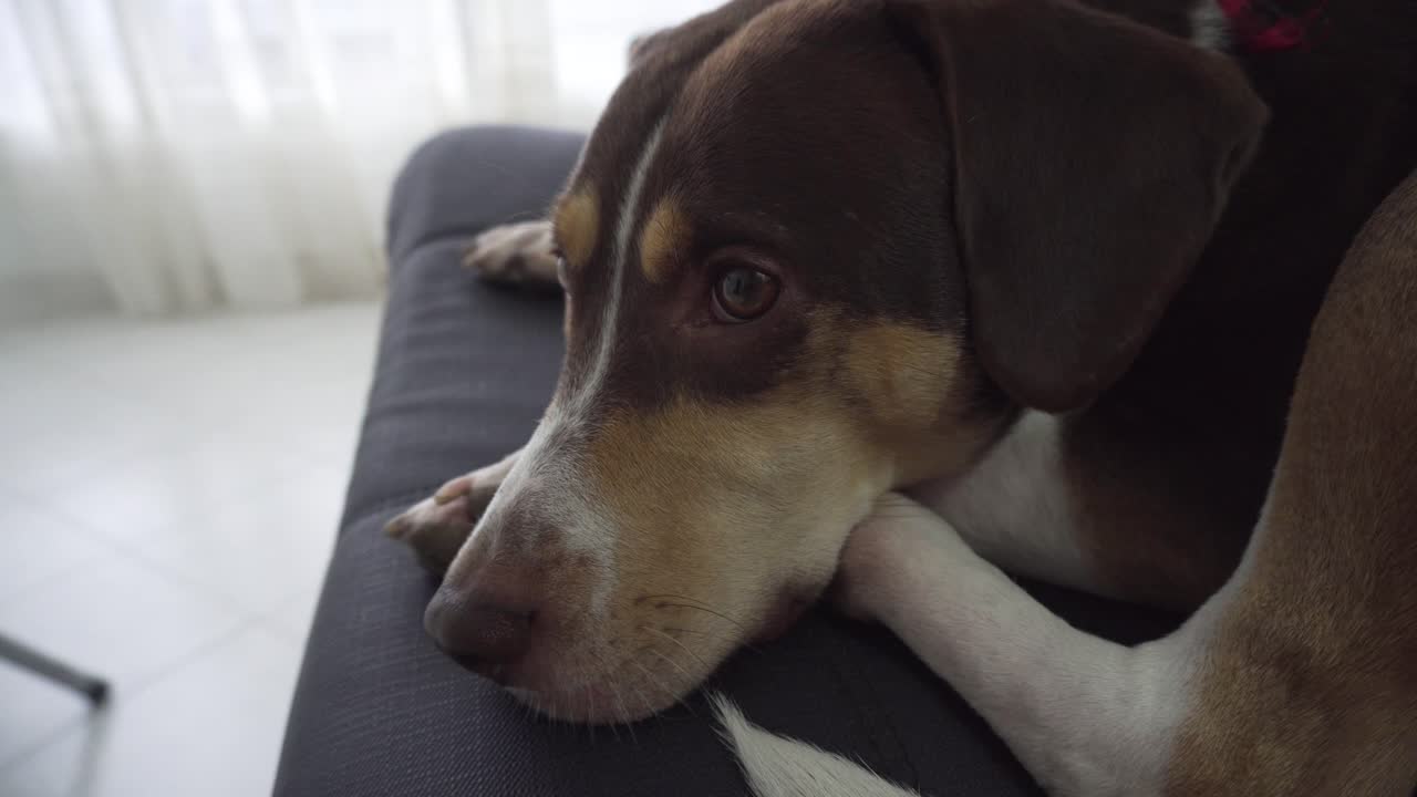 close-up de cachorro beagle harrier enquanto ele descansa no ônibus