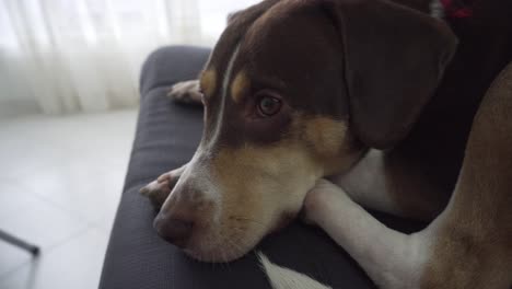 cerca de un perro beagle harrier mientras descansa en el autocar