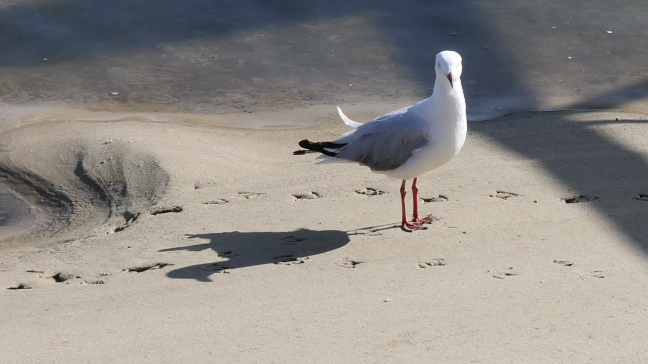 A lone seagull stands on a sandy beach near the water's edge in bright sunlight