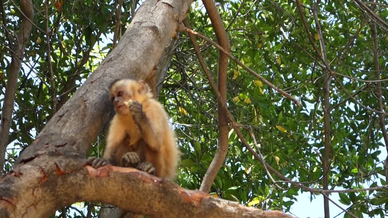 cerca del mono capuchino brasileño comiendo en un árbol