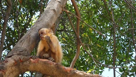 Nahaufnahme-Eines-Brasilianischen-Kapuzineraffens,-Der-Auf-Einem-Baum-Frisst