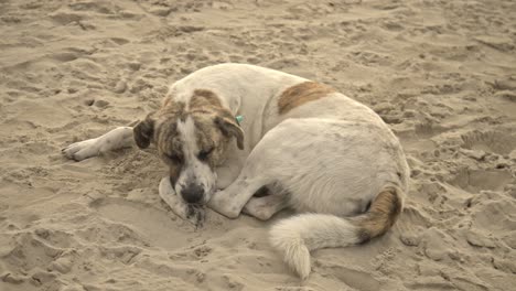 Hund-Legt-Sich-Hin,-Ruht-Sich-Aus,-Geht,-Rennt,-Bellt-4k-Uhd