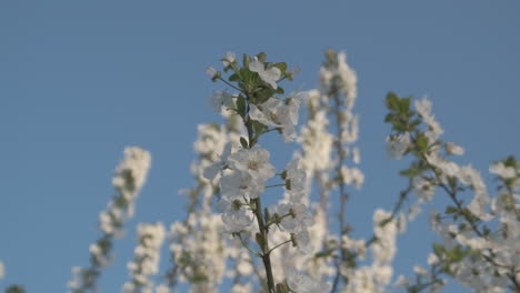 Weiße-Blütenblätter-Blühen-Schlehdorn-Oder-Prunus-Spinosa-Blüht-Im-Frühling