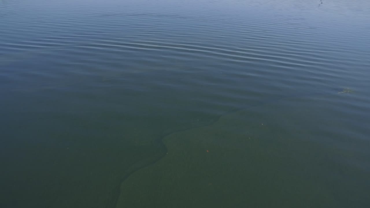 Plantas acuáticas sumergidas en aguas tranquilas