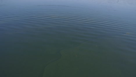 submerged aquatic plants in calm water