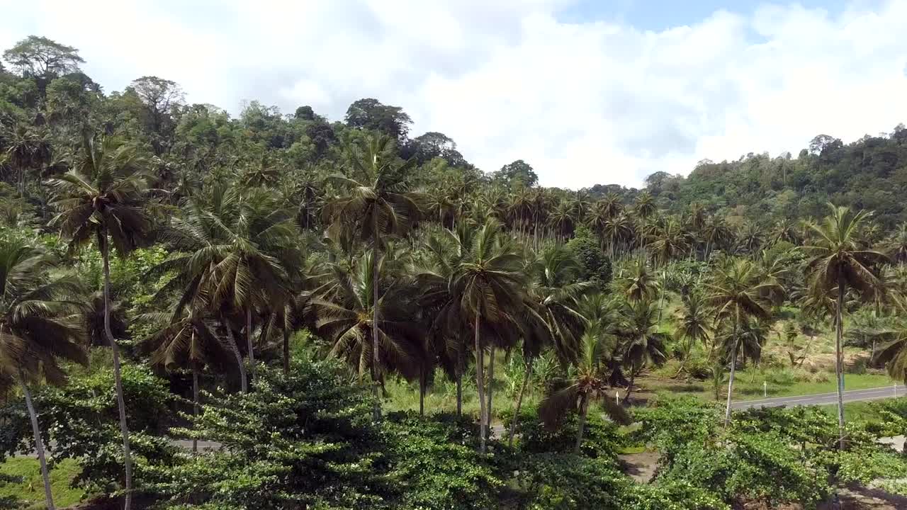 toma aérea de la jungla de palmeras en la isla de são tomé