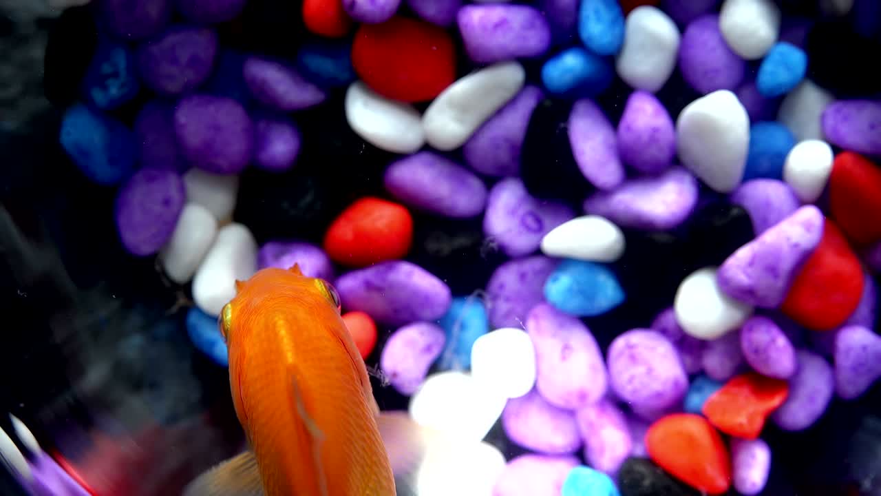 돌이 있는 수족관 에 있는 금고기