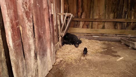 push in shot over black pig family in the barn, slow motion