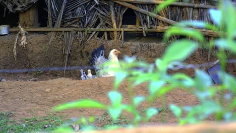 mother hen keeps a watchful eye for danger as her young chicks walk nearby scratching and pecking the dirt for food