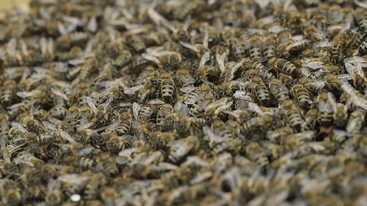 enjambre de abejas melíferas arrastrándose sobre un panal