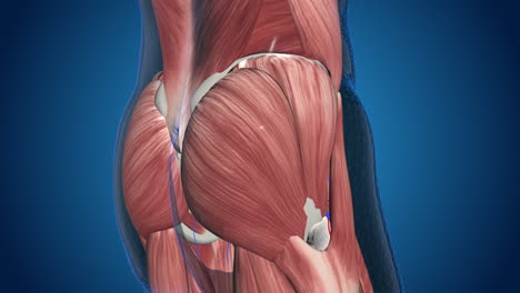 3d model of hip muscles and bones