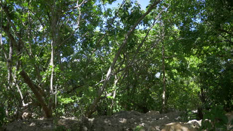 sun shining through the leafs of small surrounding trees casting shadows on rocks on the ground