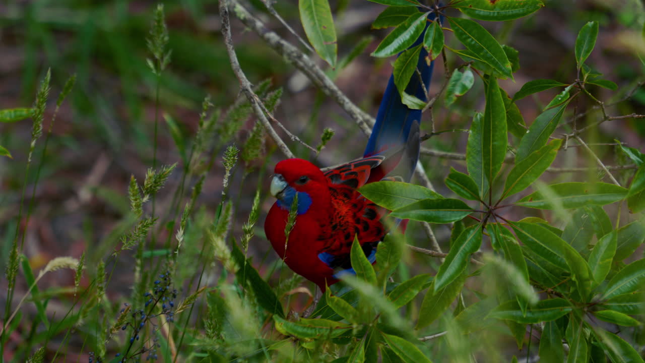 rosella carmesí loro lorikeet lory en australia