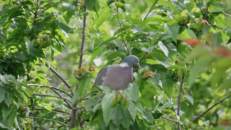 Wild-wood-pigeon-sitting-perched-high-up-in-a-sycamore-tree-in-the-UK-countryside