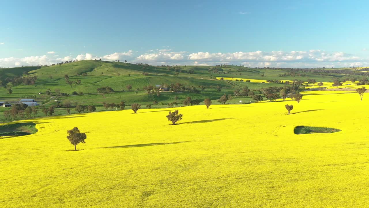 una excelente toma aérea de campos de canola en cowra australia 2
