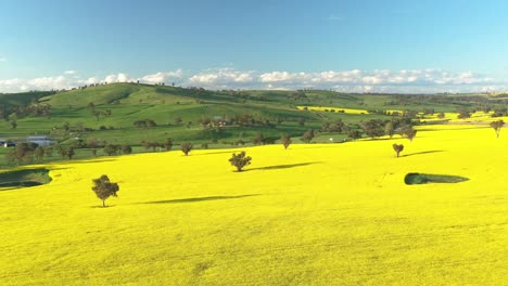 Una-Excelente-Toma-Aérea-De-Los-Campos-De-Colza-En-Cowra-Australia-2