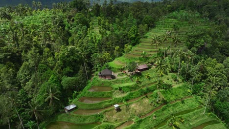 rice field terrace on elevated tropical hill of remote lemukih village, aerial