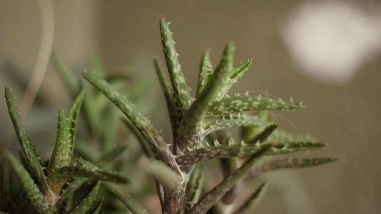Makronærbillede af aloe vera-planteblade med selektiv fokus og blød sløret baggrund. Grønt sukkulentløv fremhæver spidse blade og naturlig tekstur i detaljeret visning