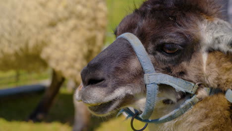 Lama-Starren-Wettbewerb.-Lama-Wird-Jedes-Mal-Gewinnen