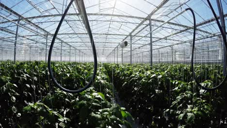 Row-of-green-plants-in-greenhouse-4k