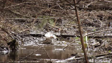 Cute-bird-washing-in-tiny-stream-running-through-thicket