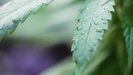 Moisture-speckled cannabis leaf under soft light, drawing attention to its crisp texture and lush appearance.