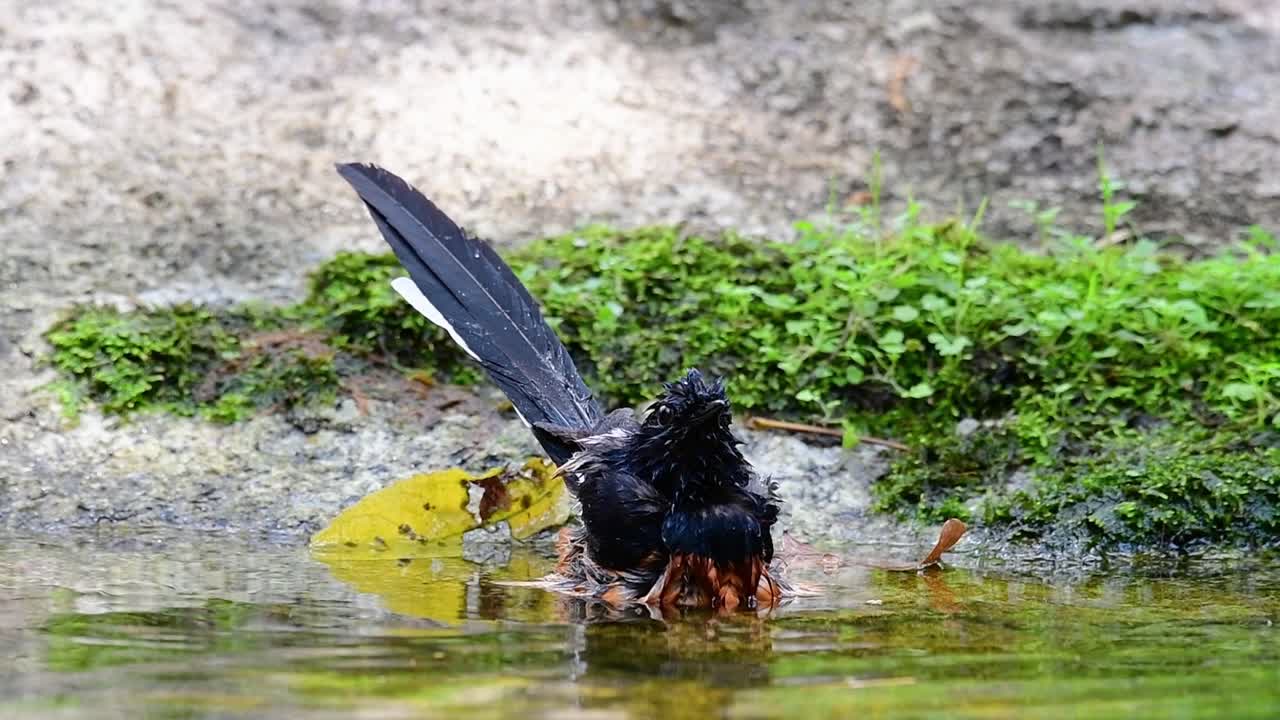 shama de rabadilla blanca bañándose en el bosque durante un día caluroso, copsychus malabaricus, en cámara lenta