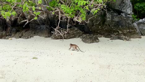 An-Einem-Sonnigen-Tag-Geht-Der-Affe-Langsam-An-Einem-Strand-Auf-Der-Affeninsel-Thailand-Entlang