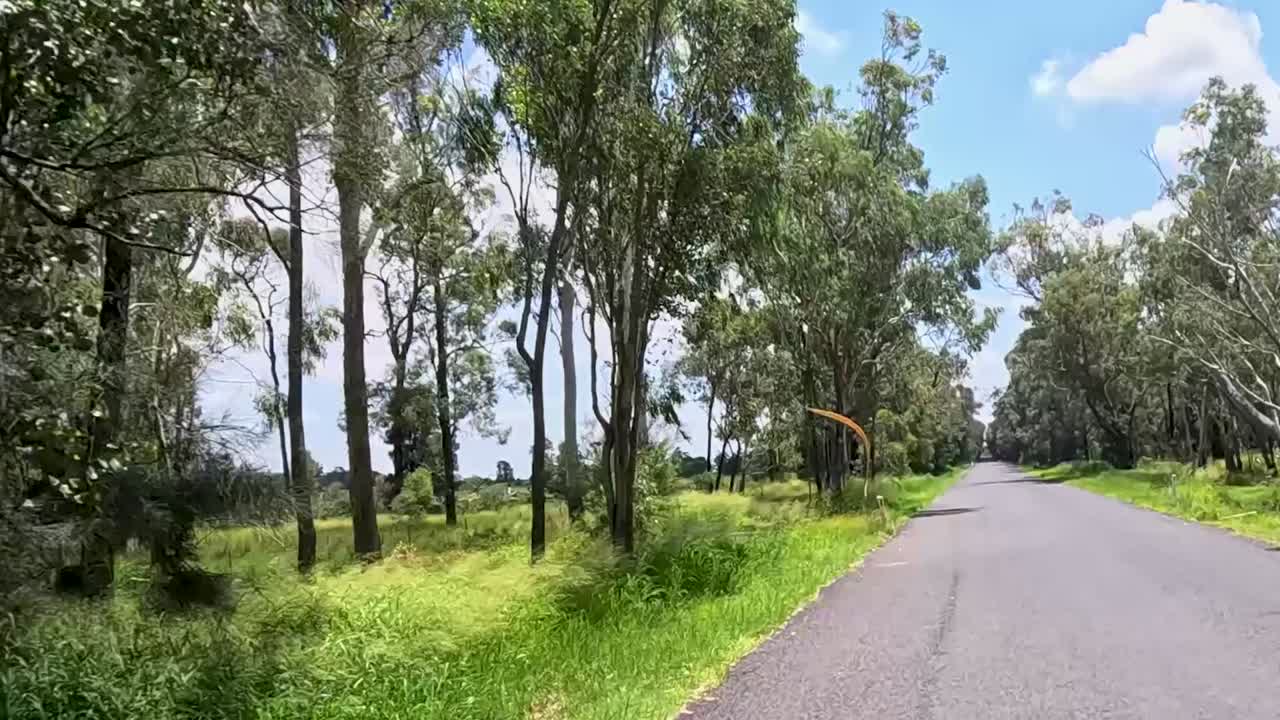 Experience a peaceful journey along a quiet, tree-lined road under a bright blue sky.