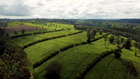 Amazing-aerial-of-tea-plantation,-known-for-high-quality-produce
