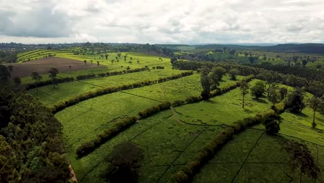 Increíble-Antena-De-Plantación-De-Té,-Conocida-Por-Productos-De-Alta-Calidad