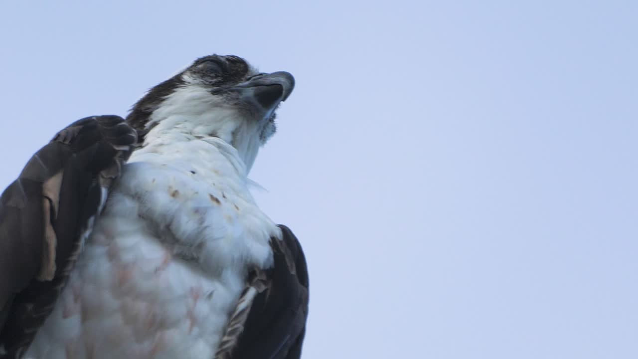 Close-up of an osprey gazing upward against a blue sky, highlighting the raptor’s fierce expression and signature markings