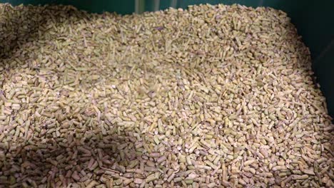 Eastern-Gammagrass-Seed-to-be-used-as-cover-crop,-sold-by-a-small-business-that-sells-and-exports-seeds-to-farmers-who-are-concerned-about-soil-health