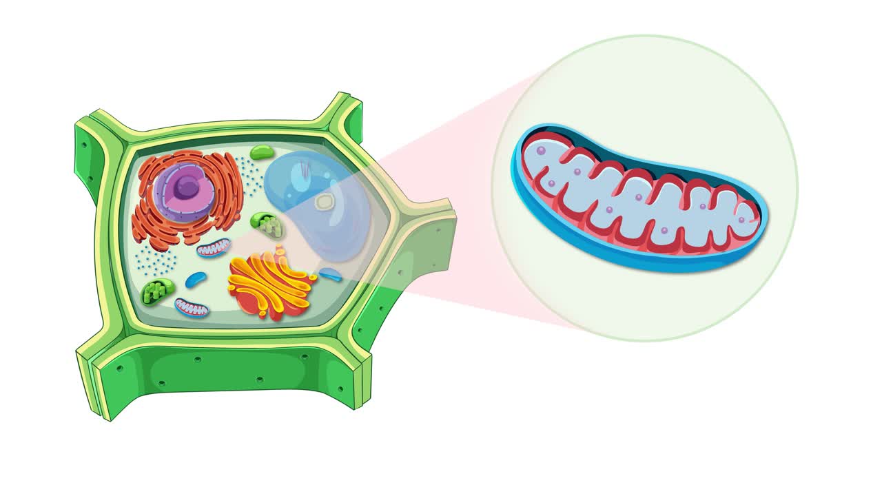Animation illustrates plant cell anatomy with focus on mitochondrion. Detailed organelle transitions enhance understanding of cellular components