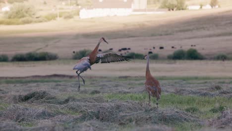 Dos-Grullas-De-Arena-Azules-Y-Rojas-Baten-Sus-Alas-Y-Juegan-En-Un-Campo-Recién-Cortado-En-Cámara-Lenta