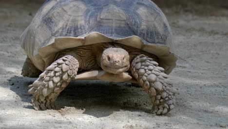 front view of an african spurred tortoise walking slowly