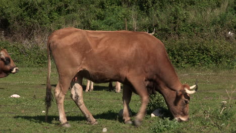 Caleidoscopio-De-Nombre-De-Lote-Subido