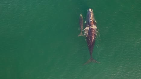 Vista-Aérea-De-Ballena-Franca-Austral-Y-Ternero-Recién-Nacido-En-Bahía-Falsa-En-Fish-Hoek,-Sudáfrica