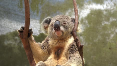 close up shot of an adult male koala, phascolarctos cinereus chilling on top of the tree with dark brown scent gland in the centre of the white chest to attract female and mark tree territory