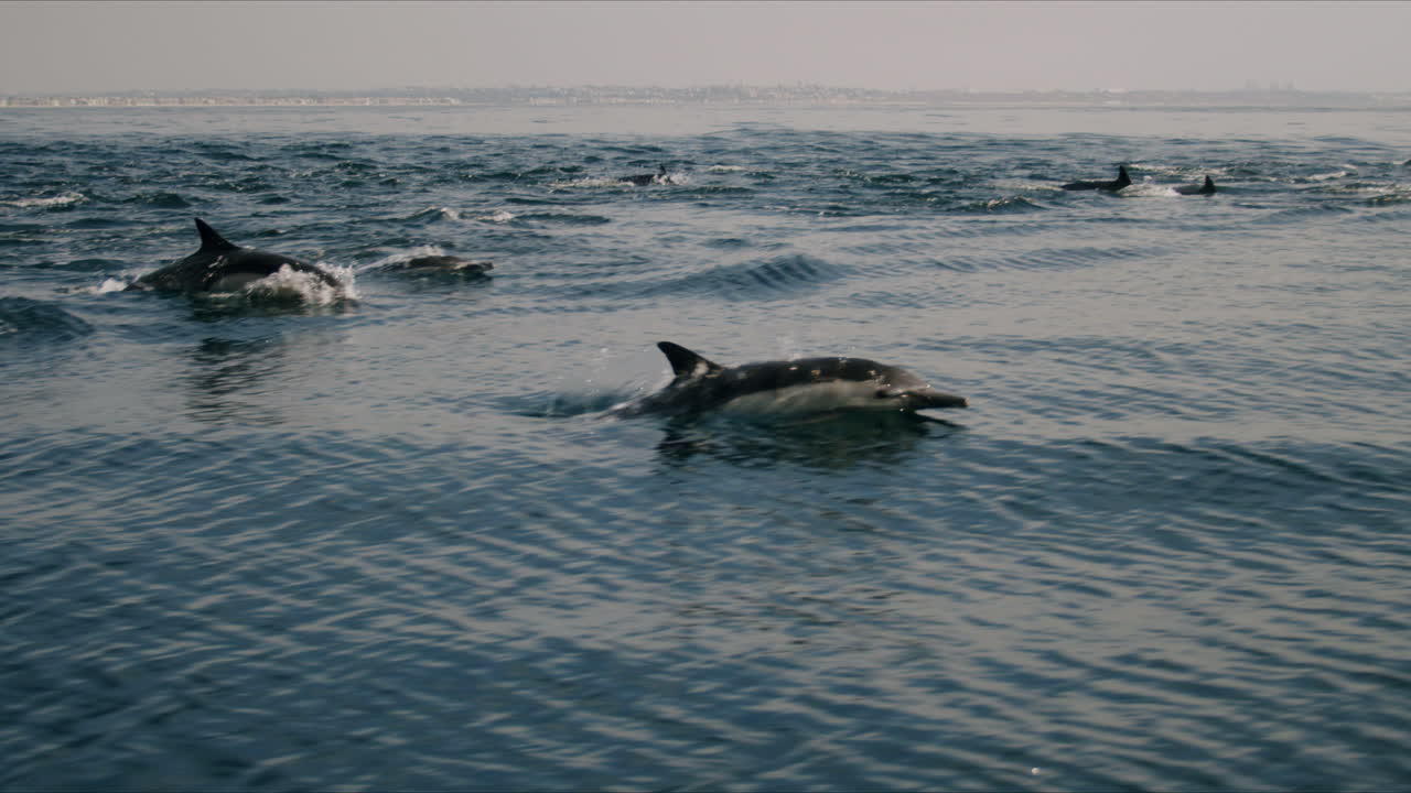 A pod of dolphins swimming in the ocean near the coast